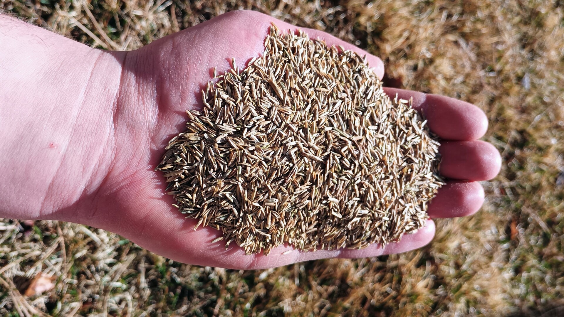 The Bomb Lawn Reseeding a lawn in Colorado Springs, CO