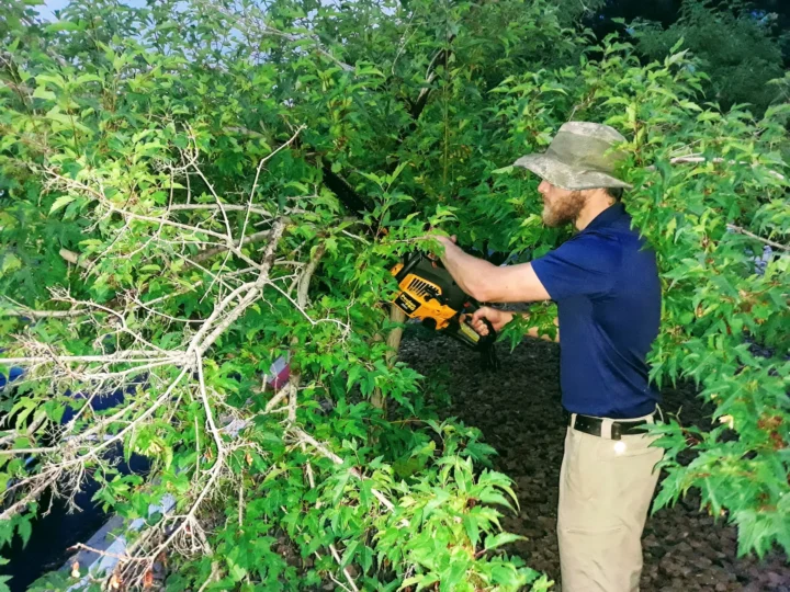 tree-trimming-pruning-near-me-El-Paso-County-Colorado-Springs-CO
